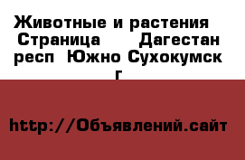  Животные и растения - Страница 40 . Дагестан респ.,Южно-Сухокумск г.